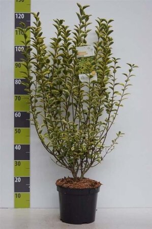 Ligustrum oval. 'Aureum' 80-100 cm cont. 7,5L - afbeelding 4