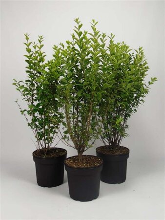 Ligustrum oval. 'Aureum' 80-100 cm cont. 7,5L - afbeelding 1