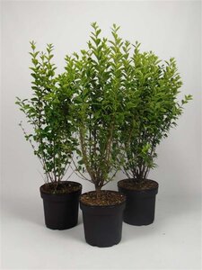 Ligustrum oval. 'Aureum' 80-100 cm cont. 7,5L - image 1