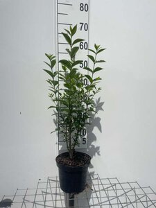 Ligustrum ov. 'Mammoth' geen maat specificatie cont. 3,0L - afbeelding 2