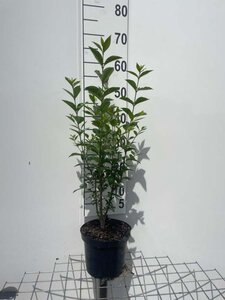 Ligustrum ov. 'Mammoth' geen maat specificatie cont. 3,0L - afbeelding 1