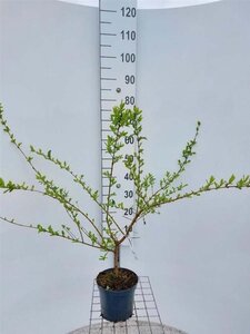 Ligustrum obt. Massif 40-50 cm cont. 3,0L