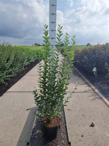 Ligustrum ovalifolium 100-125 cm cont. 10L - afbeelding 3