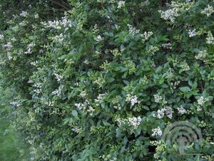 Ligustrum ovalifolium 100-125 cm cont. 10L - afbeelding 5