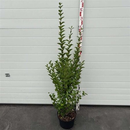 Ligustrum ovalifolium 100-125 cm cont. 10L - afbeelding 1