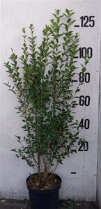 Ligustrum ovalifolium 100-125 cm cont. 10L - afbeelding 4