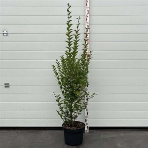 Ligustrum ovalifolium 100-125 cm cont. 10L - afbeelding 2