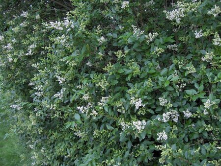 Ligustrum ovalifolium 100-125 cm cont. 5,0L - afbeelding 1