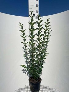 Ligustrum ovalifolium 100-125 cm cont. 5,0L - afbeelding 2