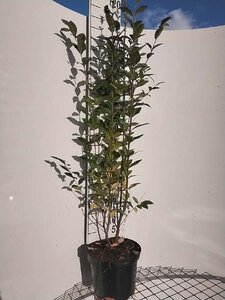 Ligustrum ovalifolium 100-125 cm cont. 7,5L - afbeelding 3