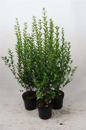 Ligustrum ovalifolium 100-125 cm cont. 7,5L - afbeelding 1