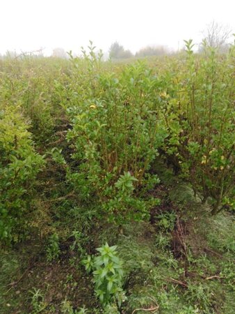 Ligustrum ovalifolium 100-125 cm wortelgoed struik - afbeelding 2