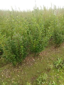 Ligustrum ovalifolium 100-125 cm wortelgoed struik - afbeelding 3