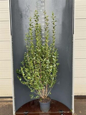 Ligustrum ovalifolium 125-150 cm cont. 12L