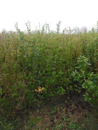 Ligustrum ovalifolium 125-150 cm wortelgoed struik - afbeelding 2