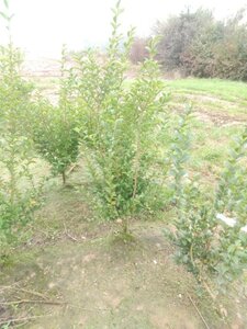 Ligustrum ovalifolium 125-150 cm wortelgoed struik - afbeelding 1