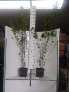 Ligustrum ovalifolium 150-175 cm cont. 7,5L - afbeelding 2