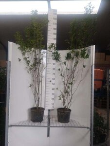 Ligustrum ovalifolium 150-175 cm cont. 7,5L - afbeelding 1