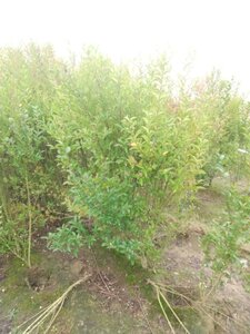 Ligustrum ovalifolium 150-175 cm wortelgoed struik - afbeelding 1