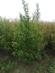 Ligustrum ovalifolium 150-175 cm wortelgoed struik - afbeelding 2