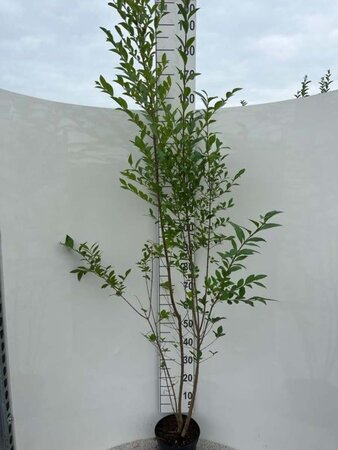 Ligustrum ovalifolium 175-200 cm cont. 5,0L