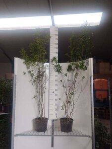 Ligustrum ovalifolium 175-200 cm cont. 7,5L - afbeelding 3