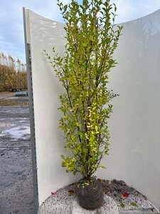 Ligustrum ovalifolium 175-200 cm met kluit - afbeelding 4