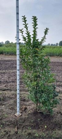 Ligustrum ovalifolium 175-200 cm met kluit - afbeelding 2