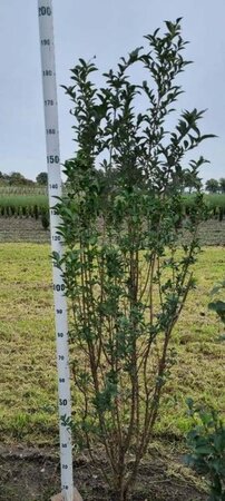 Ligustrum ovalifolium 175-200 cm met kluit - afbeelding 3