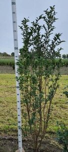 Ligustrum ovalifolium 175-200 cm met kluit - afbeelding 3