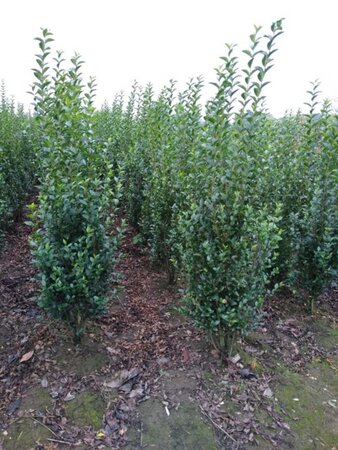 Ligustrum ovalifolium 175-200 cm met kluit - afbeelding 5