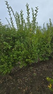 Ligustrum ovalifolium 200-250 cm met kluit solitair - afbeelding 1