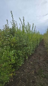 Ligustrum ovalifolium 200-250 cm met kluit solitair - afbeelding 2