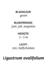 Ligustrum ovalifolium 80-100 cm cont. 3,0L - afbeelding 1