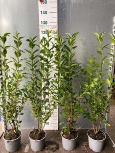 Ligustrum ovalifolium 80-100 cm cont. 3,0L - afbeelding 3