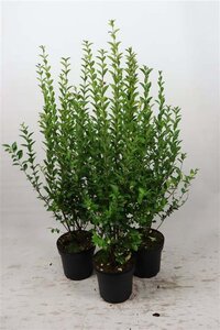 Ligustrum ovalifolium 80-100 cm cont. 7,5L - afbeelding 1