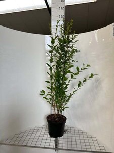 Ligustrum ovalifolium geen maat specificatie cont. 7,5L - afbeelding 2