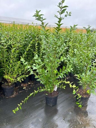 Ligustrum ovalifolium geen maat specificatie cont. 7,5L - afbeelding 3