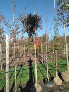 Liquidambar s. 'Gum Ball' 10-12 Hoogstam draadkluit