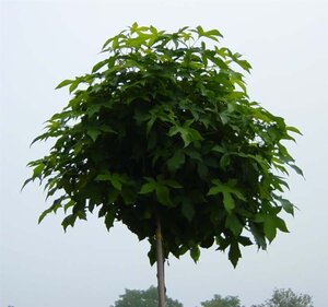 Liquidambar s. 'Gum Ball' 120 cm stam cont. 12L - afbeelding 2