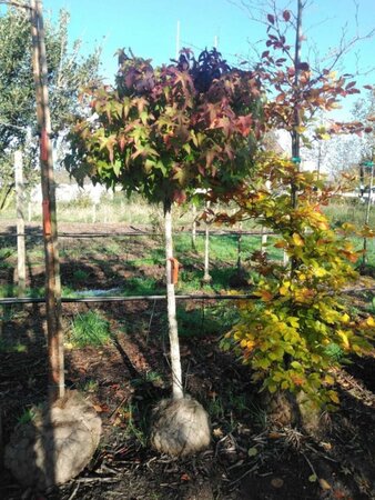 Liquidambar s. 'Gum Ball' 12-14 Halfstam draadkluit