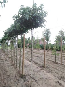 Liquidambar s. 'Gum Ball' 12-14 Hoogstam draadkluit 2 X verplant - afbeelding 1