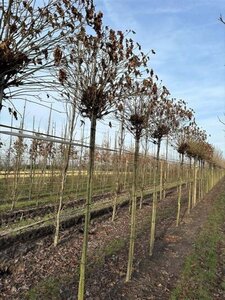 Liquidambar s. 'Gum Ball' 12-14 Hoogstam draadkluit 2 X verplant - afbeelding 2