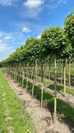 Liquidambar s. 'Gum Ball' 12-14 Hoogstam draadkluit 2 X verplant - afbeelding 3