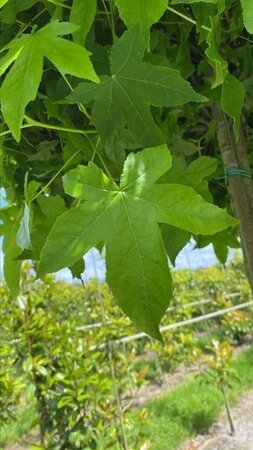 Liquidambar s. 'Gum Ball' 12-14 Hoogstam draadkluit 2 X verplant - afbeelding 4