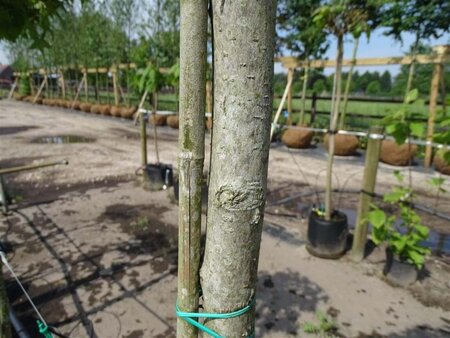 Liquidambar s. 'Gum Ball' 12-14 Hoogstam draadkluit 2 X verplant - afbeelding 5