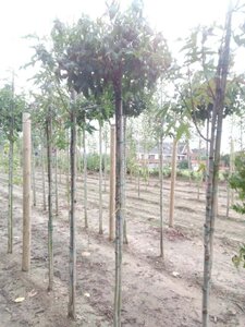 Liquidambar s. 'Gum Ball' 8-10 Hoogstam met kluit - afbeelding 1