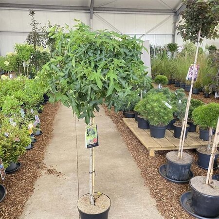 Liquidambar s. 'Gum Ball' 90 cm stam cont. 12L