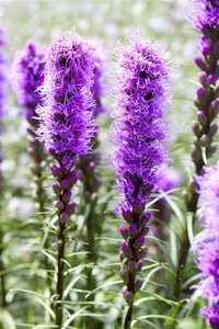 Liatris spicata 'Kobold' geen maat specificatie 0,55L/P9cm - afbeelding 1