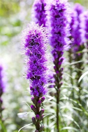 Liatris spicata 'Kobold' geen maat specificatie 0,55L/P9cm - afbeelding 2